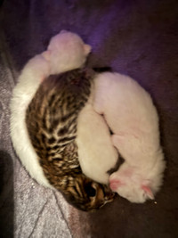 F2 Savannah/ bengal hybrid kittens 