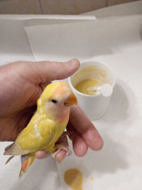 Adorable Handfed Baby lovebirds for rehoming.