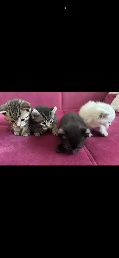 Chatons à vendre, View more
