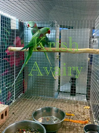 Proven Alexandrine Pair, View more