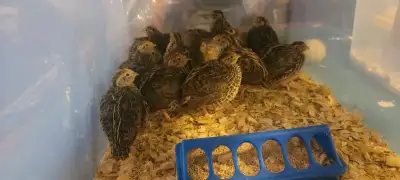 covy of jumbo quail , View more