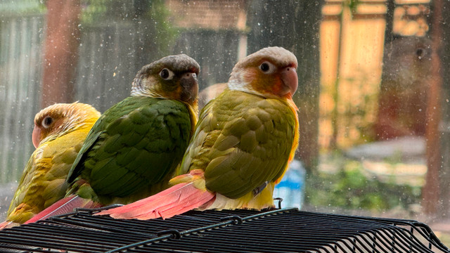 Pineapple and green conure in Birds for Rehoming in Mississauga / Peel Region - Image 2