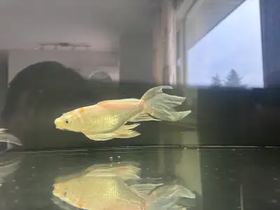 white 8_9 inch 70$ orange 5_6 in 50$ all 100$
