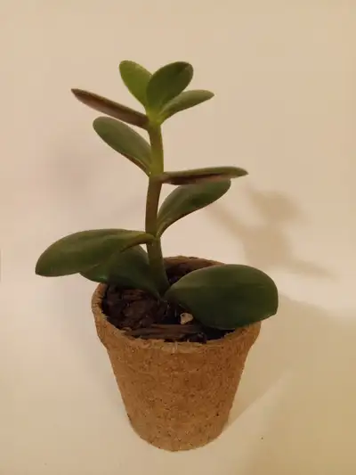 Jade plant / money tree potted plants available, great for a starter houseplant. Easy, low maintenan...