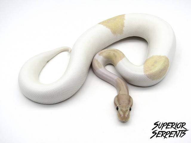 High End Snakes Hybrids Pythons & Boa in Reptiles & Amphibians for Rehoming in Abbotsford - Image 4