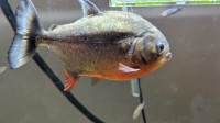 Large red Piranha