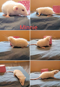 Baby Dumbo Rats! **Only 2 Females Left!**