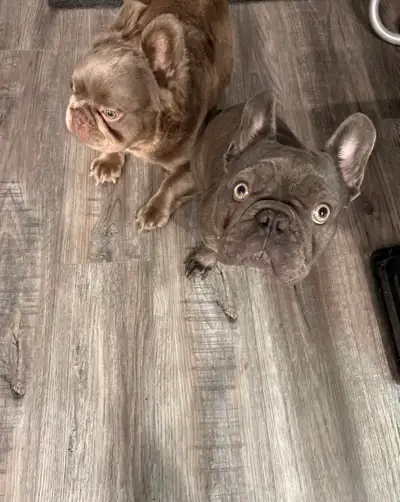 2 LOVING FRENCHIES LOOKING FOR A HOME, View more