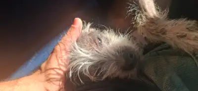 Chinese Crested Hairless Male Naked Puppy, View more