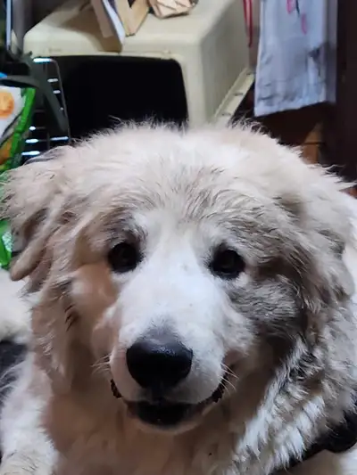 4 years old