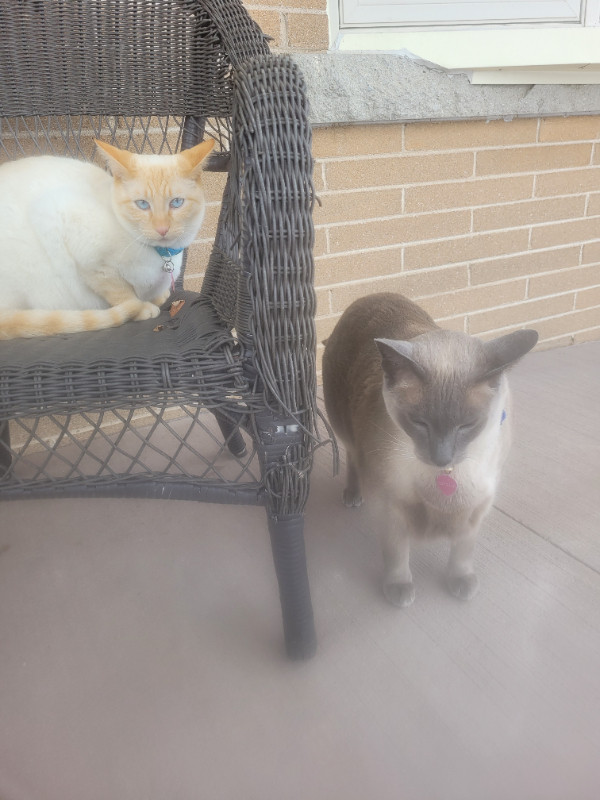 Missing Bluepoint Siamese Cat Ruttiger in Lost & Found in Cambridge - Image 3