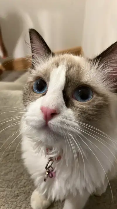 purebred ragdoll kitty, View more