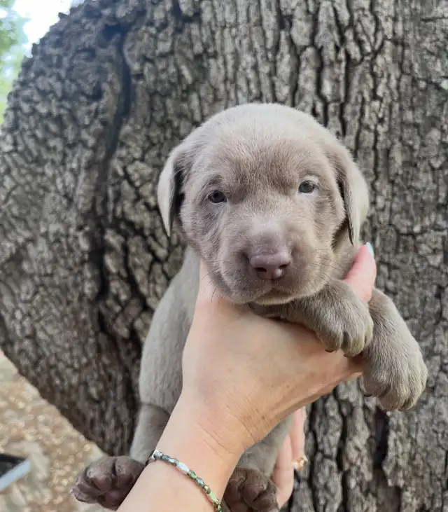 AKC Silver Labrador - Guardian Program in Dogs & Puppies for Rehoming in Norfolk County - Image 3