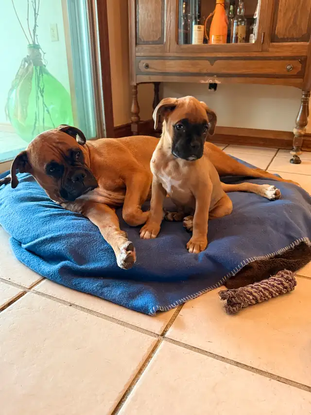 Boxer puppies CKC registered in Dogs & Puppies for Rehoming in Barrie - Image 2