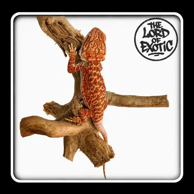 Bébé dragon barbu Red Orange Tiger (WA-FL-0013), View more
