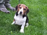 CKC Registered Female Beagle Puppy