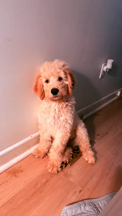 Goldendoodle Puppy - 11 Weeks Old, View more