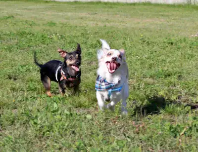 2 male neutered male chiuhuahua cross brothers, View more