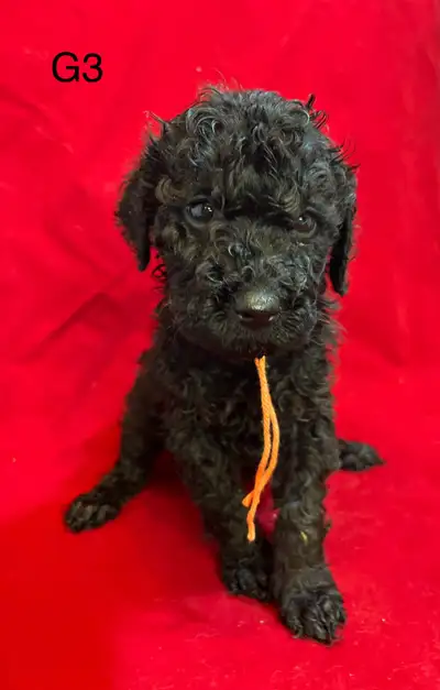 Miniature Poodles, View more