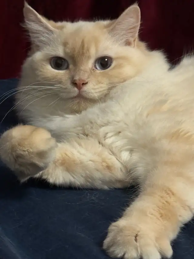 Chatte Ragdoll à adopter