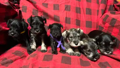 GERMAN MINIATURE SCHNAUZER PUPPIES, View more