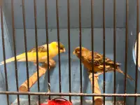 Pair canaries for sale