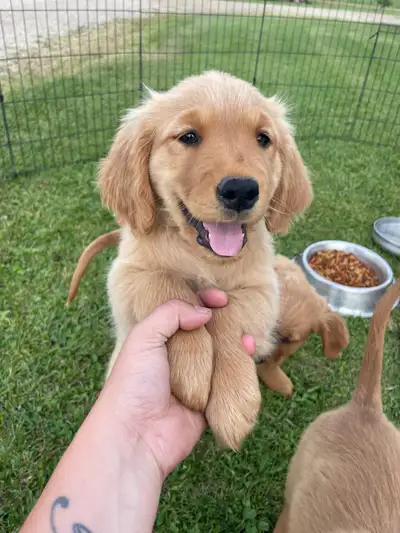 Golden Retriever puppies, View more