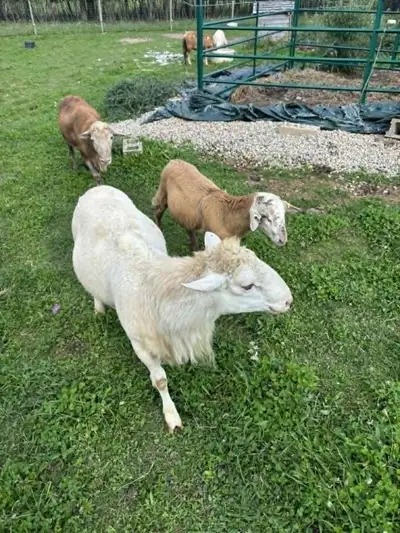Purebred Katahdin Rams for sale, View more