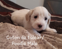 READY THIS WEEKEND! Coton de tulear / Poodle Babies