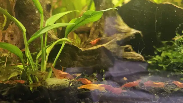 Neo shrimp - fire red, sunkist and yellow mixed in Fish for Rehoming in Richmond - Image 2