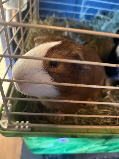 Guinea pig brothers for sale , View more