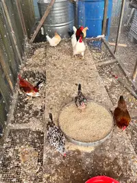 Bantam chickens 
