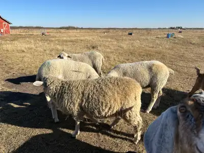 Big strong quality producing Ram Has sired 4 sets of twins with 100 percent fertility rate . Southdo...