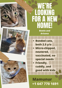 Looking for New Homes for our Cats
