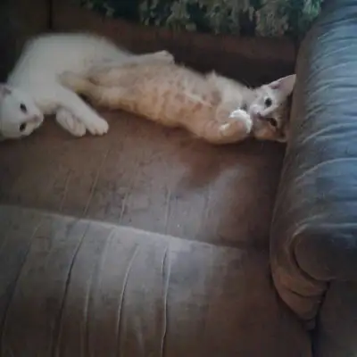 17th Generation Manx Kittens , View more