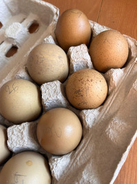 Olive Egger HATCHING EGGS