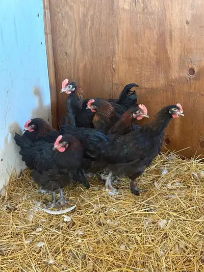 BCM Roosters, View more