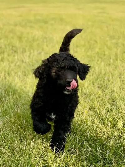 Aussiedoodle Puppies, View more