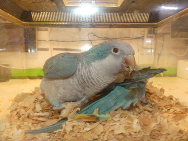 Adult bonded pair blue quakers in Birds for Rehoming in Abbotsford - Image 3