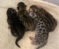 Free bengal cats. Looking for a good home 