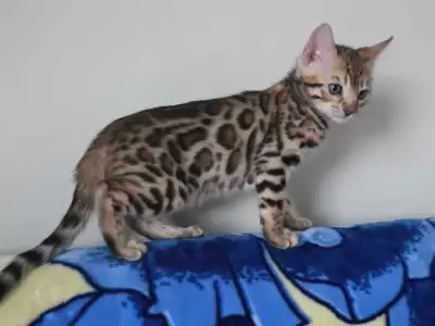 Bengal kittens girls , View more