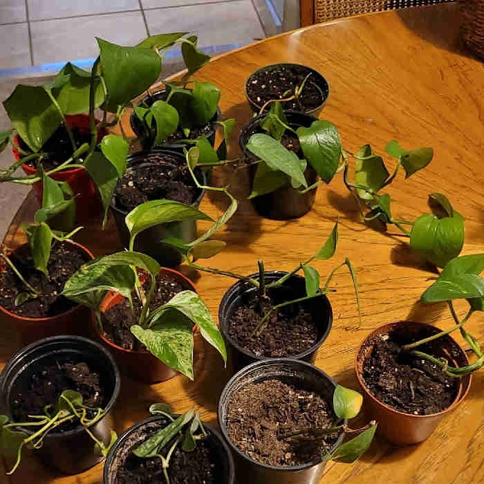 Pothos plants for free Free Stuff Edmonton Kijiji
