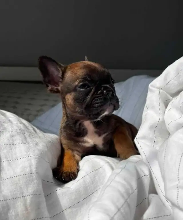 French bulldog puppy *price reduction * in Dogs & Puppies for Rehoming in City of Toronto - Image 3