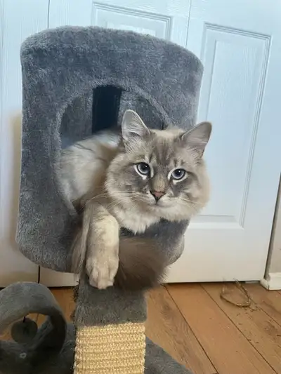 Rehoming because I’ve realized im just not really a cat person, nothing on him at all. He just deser...