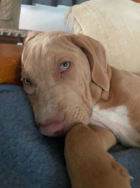  1 beautiful 4 month old buly male puppy left  