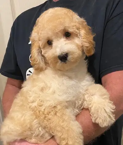 Bichonpoo puppies, View more