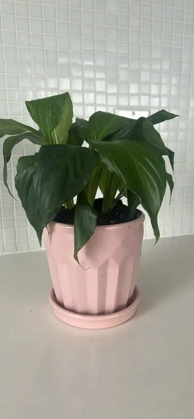 Peace Lily in ceramic pot, View more