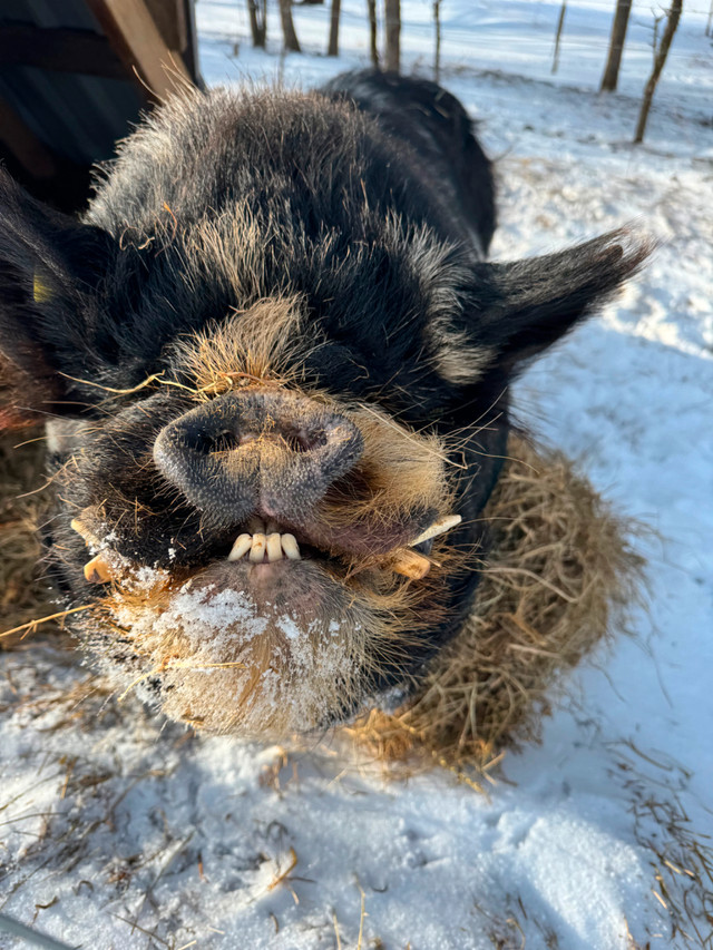 Kunekune piglets (registered, pets or meat) in Livestock in Chatham-Kent - Image 4