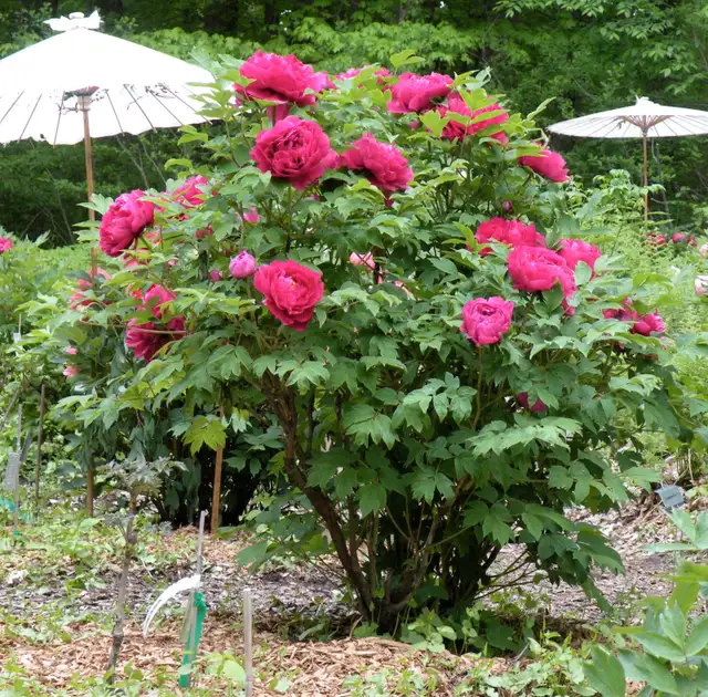 peony tree ( seeds available $20 and small trees for shipping)62864746069762123