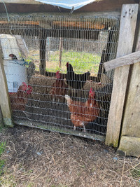 Laying hens